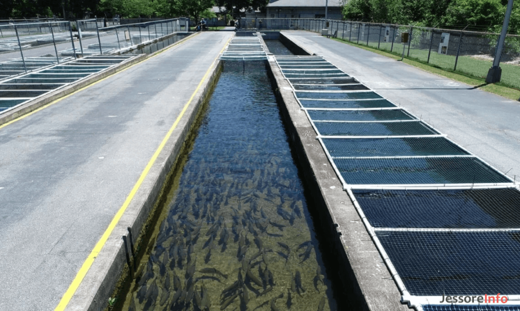 Jessore Fish Hatchery